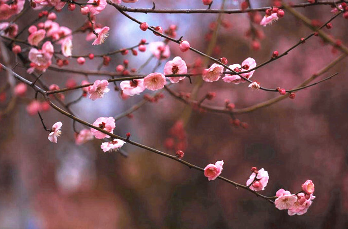 继网开来 链动怀化丨芷江：春梅花开 幸福绽放