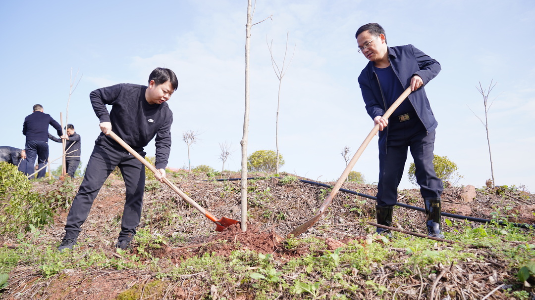 县四大家领导带头开展义务植树活动