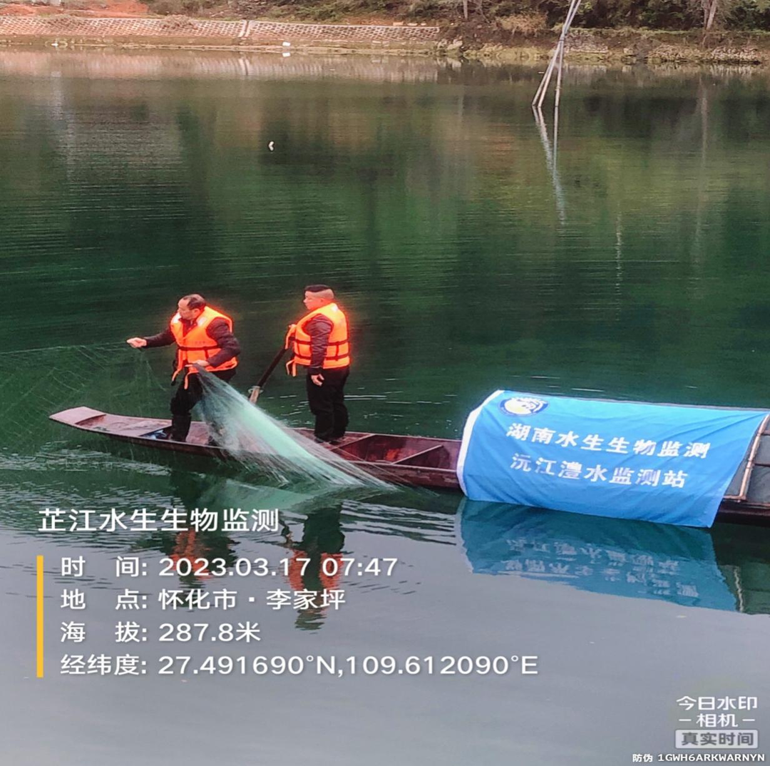 芷江开展水生生物资源监测  为十年禁渔成效提供依据