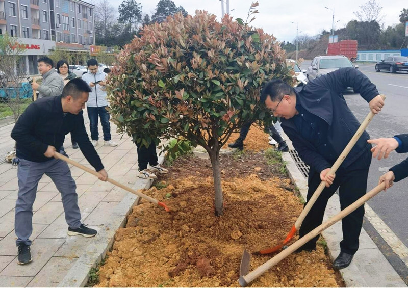 芷江城建投公司积极开展义务植树活动