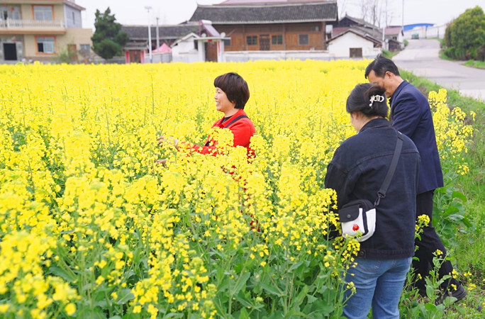 芷江：油菜育苗移栽迈入机械化