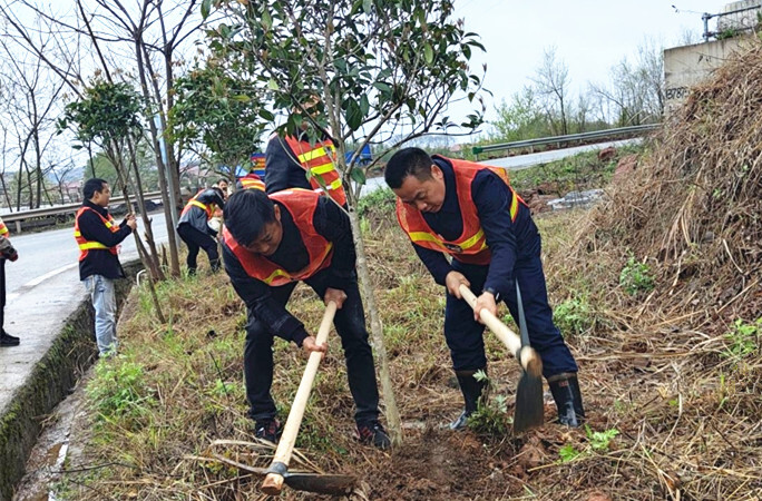 芷江公路建设养护中心：党员树先锋 植树添新绿