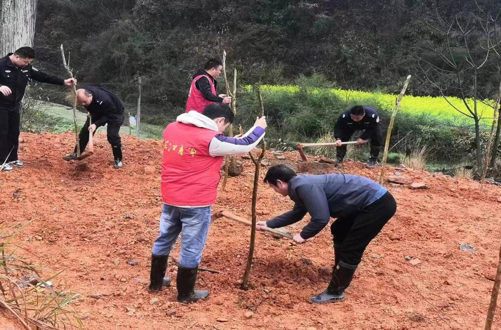 政协梨溪口乡委员工作室：植树添新绿 不负好春光