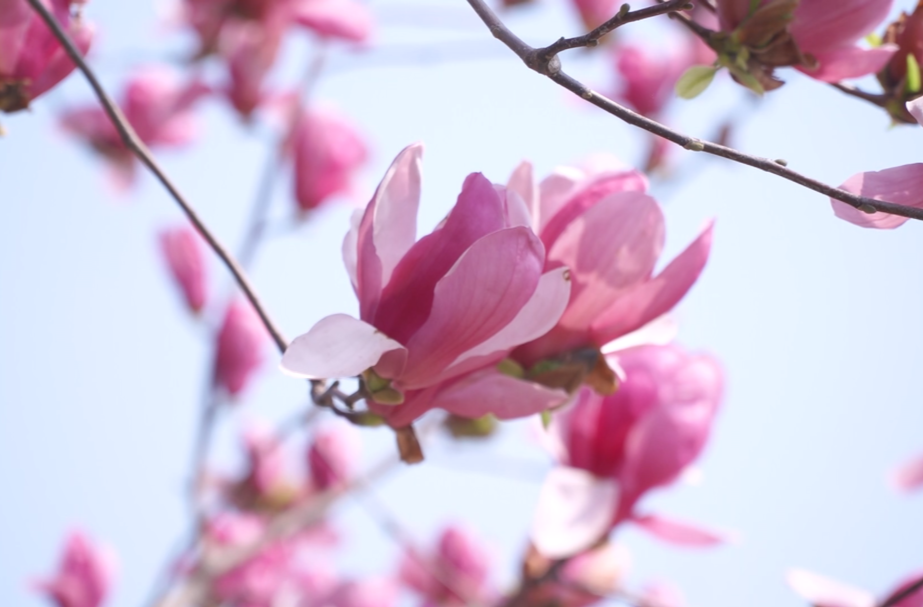 继网开来 链动怀化丨芷江：玉兰花开春意浓