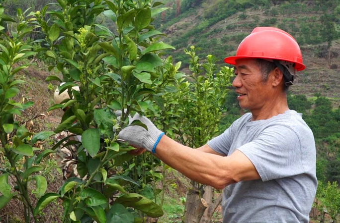 罗卜田乡枣子山村：大力发展柑橘产业 村民致富有盼头