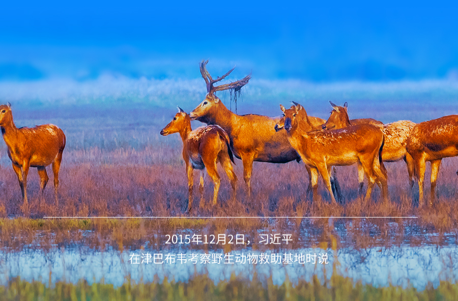 习言道｜以自然之道，养万物之生