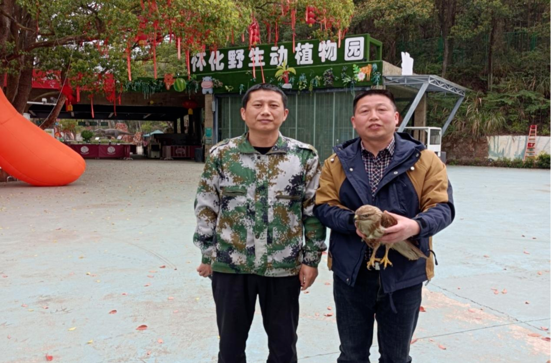 芷江林业局救助国家二级保护动物鸡鹰