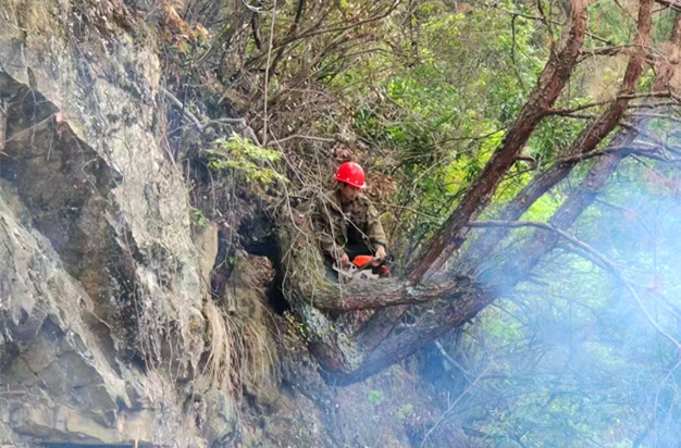 大树坳乡：清理枯死松木不松劲