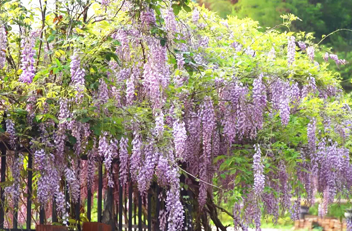 紫藤花开如流瀑