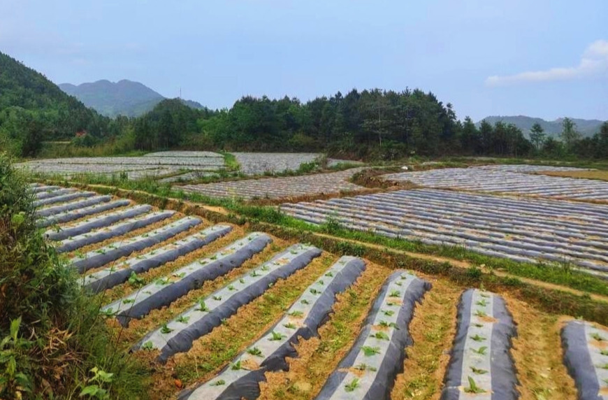 碧涌镇：大力发展烤烟种植 促进增产增收