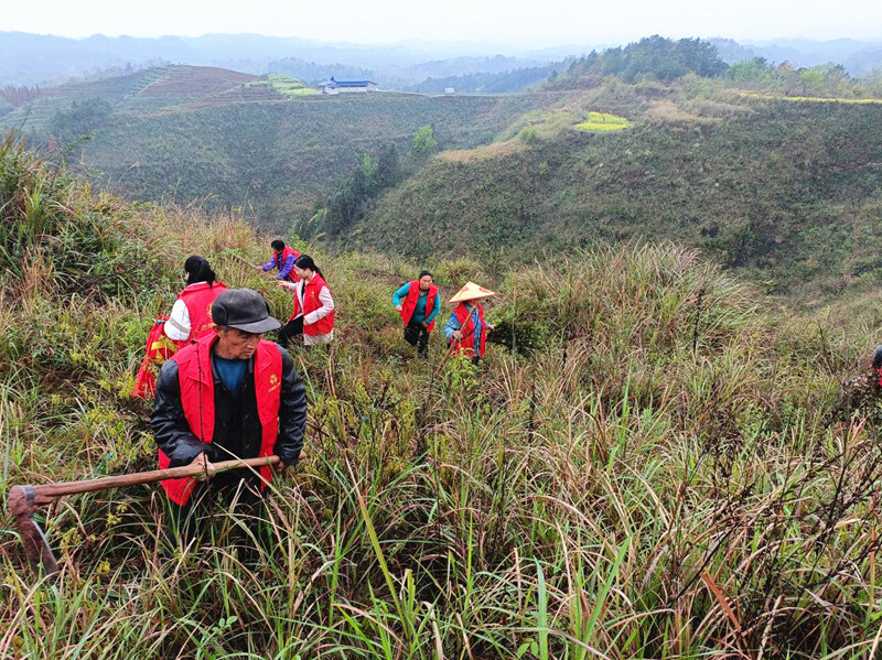 洞下场乡：白蜡林里种树忙 干群齐心添活力