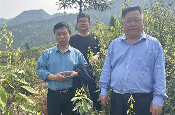 刘年艳来芷江考察甜茶产业