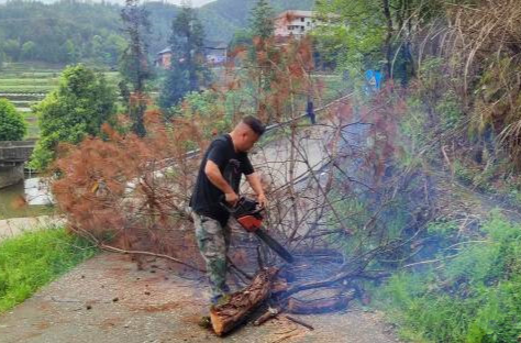 梨溪口乡：加快枯死松材清理 为阻断松材线虫病设置安全屏障