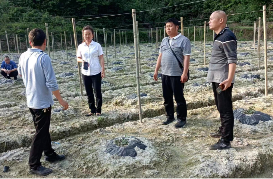 冷水溪乡三门坡村：壮大村集体经济 增强乡村振兴活力