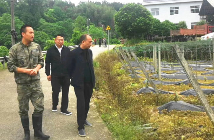杨贤德赴大树坳检查工作