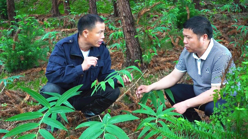 芷江：引进中药材新品种 种出乡村振兴“新良方”