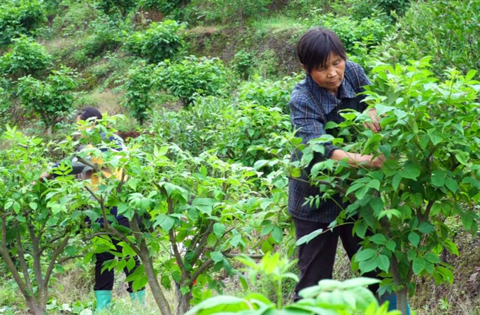 劳动最光荣丨谭守文：自强不息 勇当村民致富带头人
