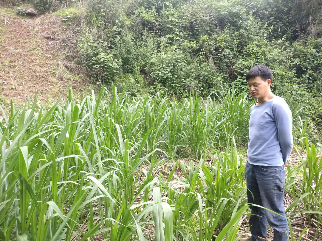 水宽乡柘莲村：发展牧草种养 保障粮食安全
