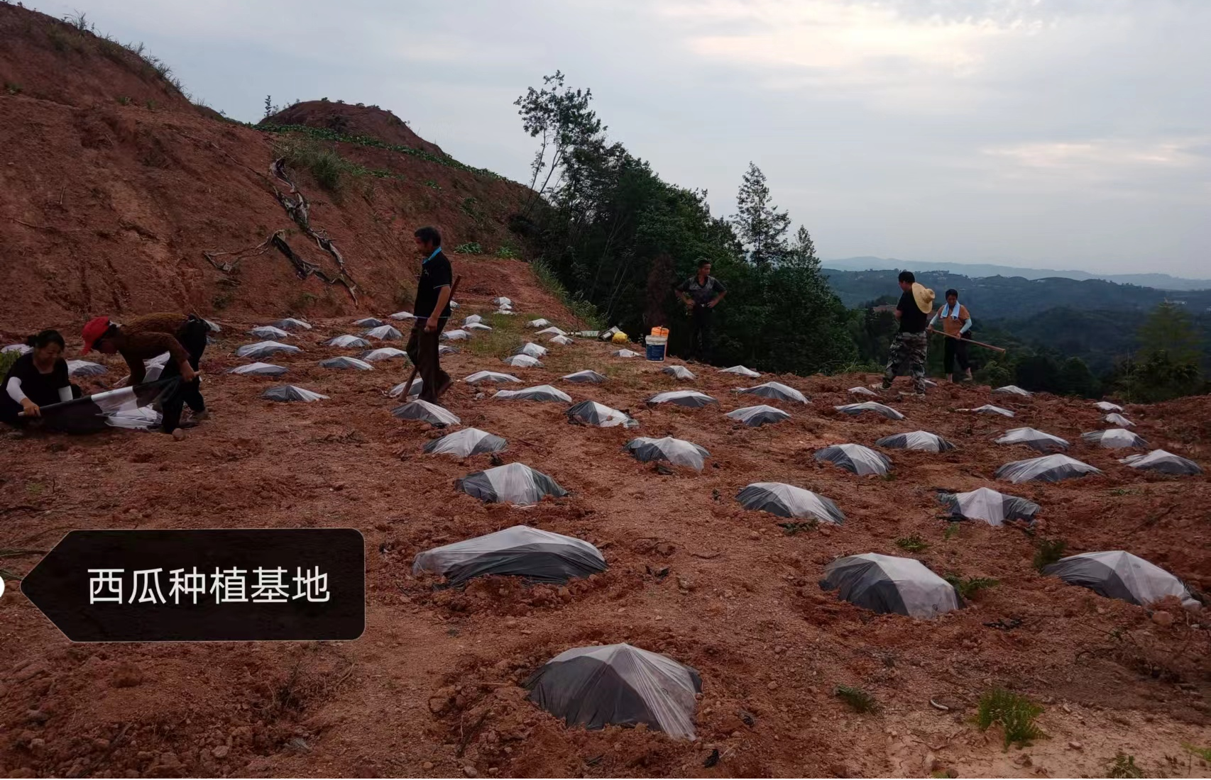 罗卜田乡半冲村：多措并举打出产业发展“组合拳”