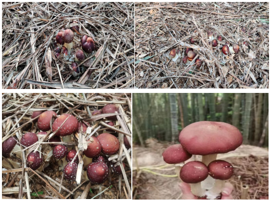 芷江林业局：首次林下种植赤松茸获得成功