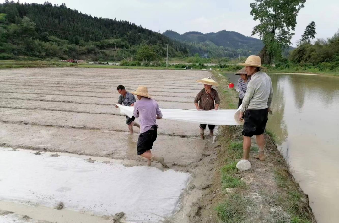 土桥镇：药材产业“百花齐放”，乡村振兴“大有可为”