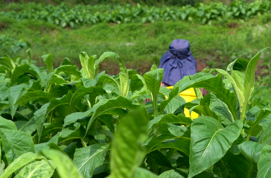 芷江岩桥：荒凉土地变希望田野