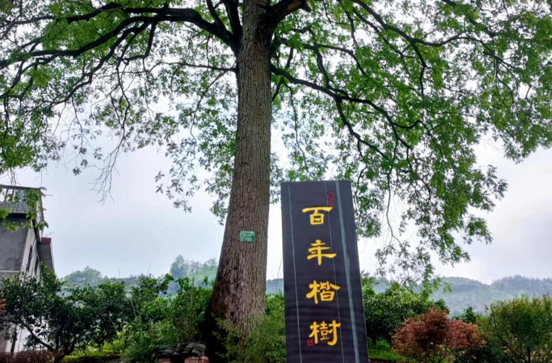 晓坪乡：古树底下“新生活”，绘就人居环境“美画卷”