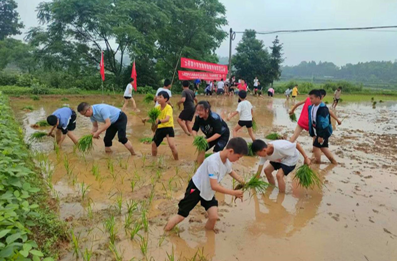土桥镇小学：用“行走的课堂”让学生体验插秧