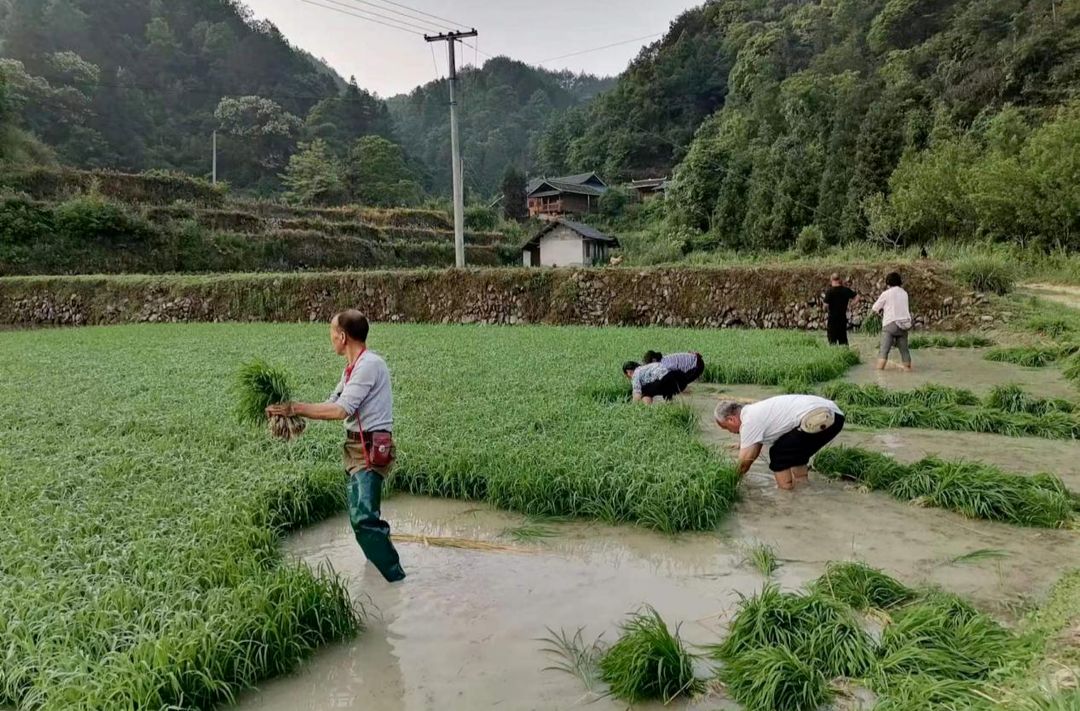 三道坑镇：代表委员下田间 护航粮食助振兴