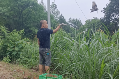 芷江林业局成功救助两只国家二级保护动物纵纹腹小鸮