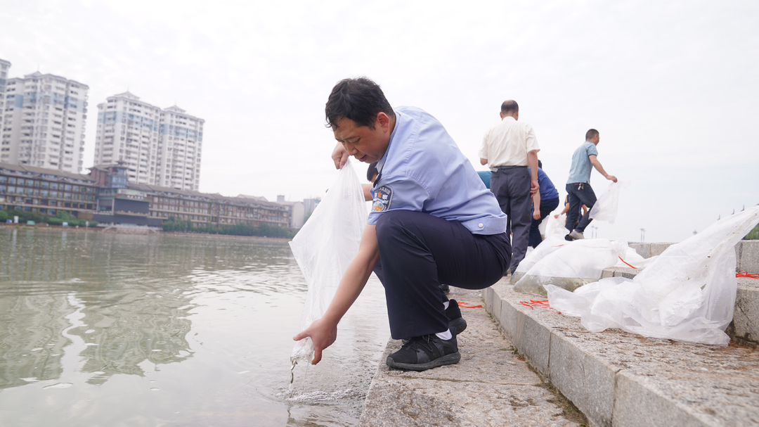 今日，8万余尾鱼苗汇入和平湖