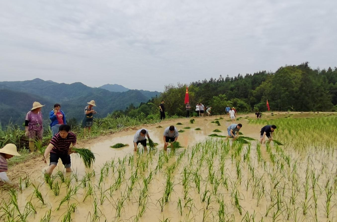 芷江住保中心：农忙时节插秧忙 义务助农暖人心