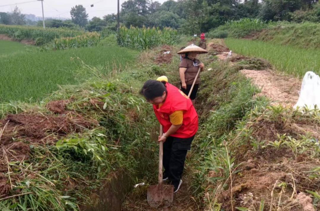 芷江镇蚂蝗塘村：干群齐心清水渠，抗旱惠民保丰收