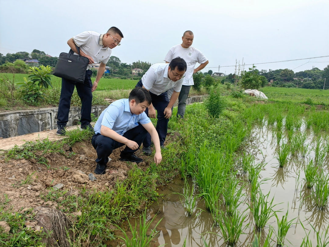 梁志平在芷江镇调研时强调：守好粮食安全和安全生产底线 因地制宜发展集体经济助力乡村振兴