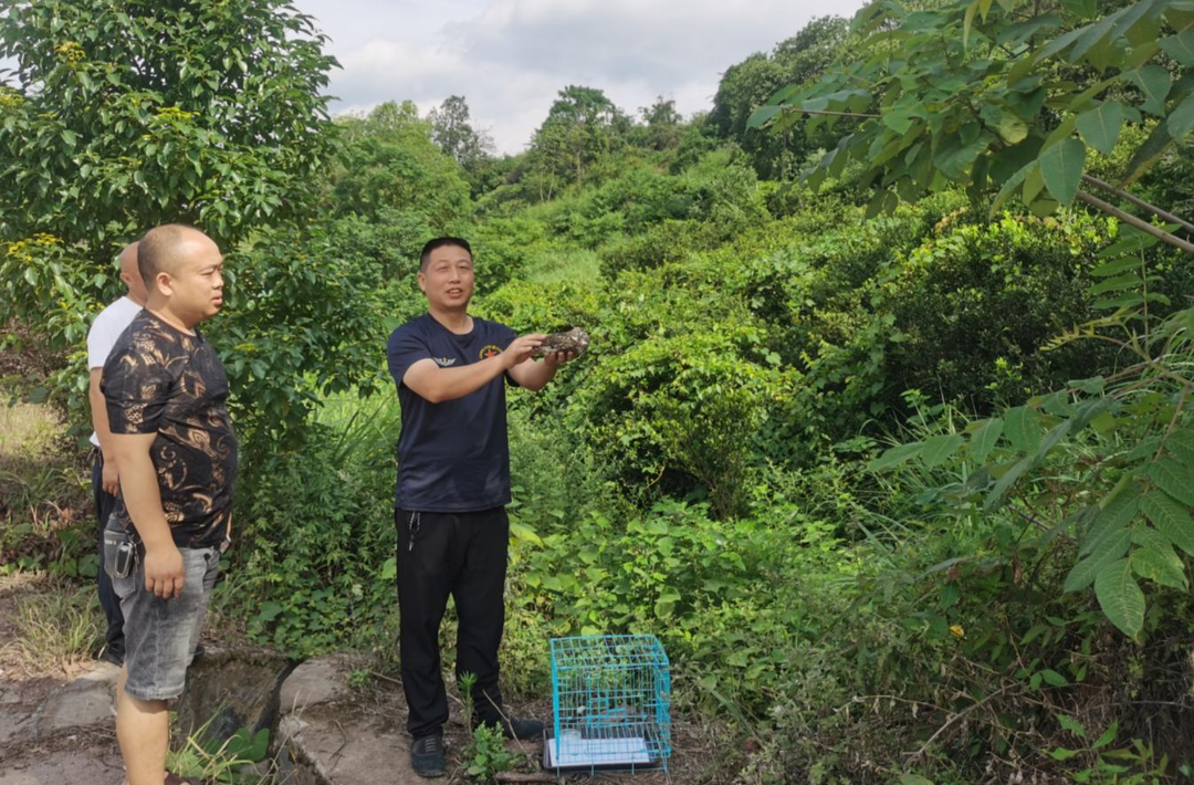 芷江林业局救助放飞国家二级保护动物纵纹腹小鸮