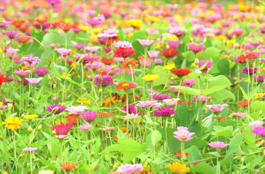 大美芷江丨公坪：格桑花开蝴蝶来 相约夏日好时光