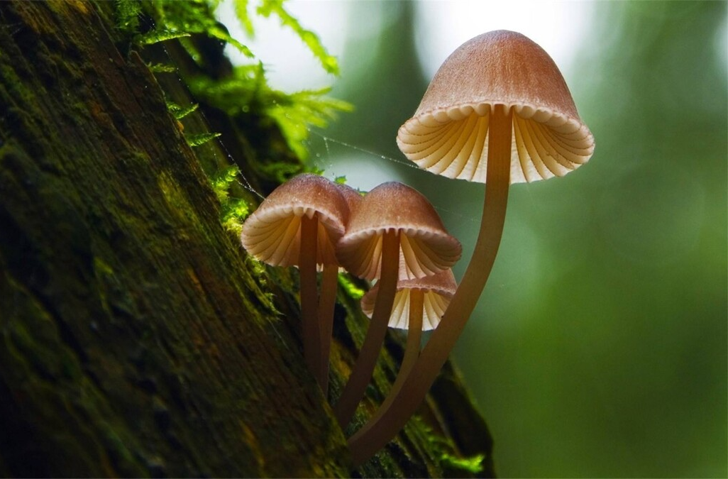 关于“误食有毒野生蘑菇可致死亡”致广大市民的一封信