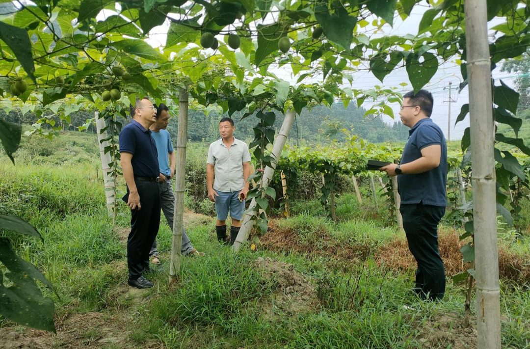 杨全滢赴土桥镇调研罗汉果种植情况