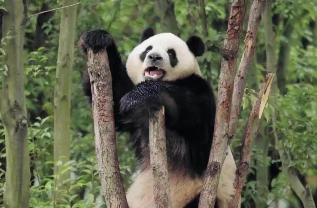 闪亮登场！大运会熊猫代表团来了