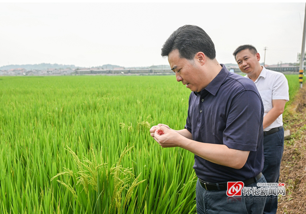 黎春秋在溆浦调研粮食生产千亩综合示范片工作