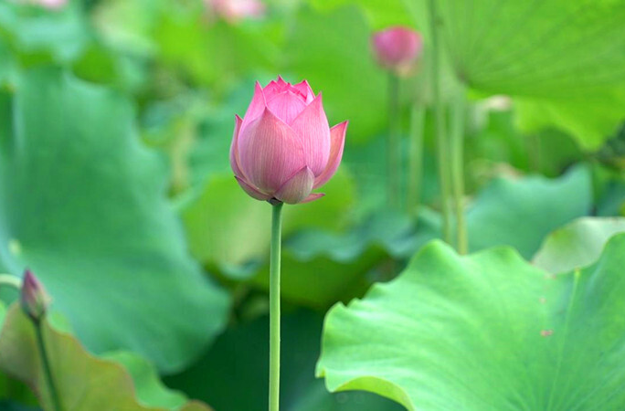大美芷江丨高庄村：夏日炎炎 赏荷正当时