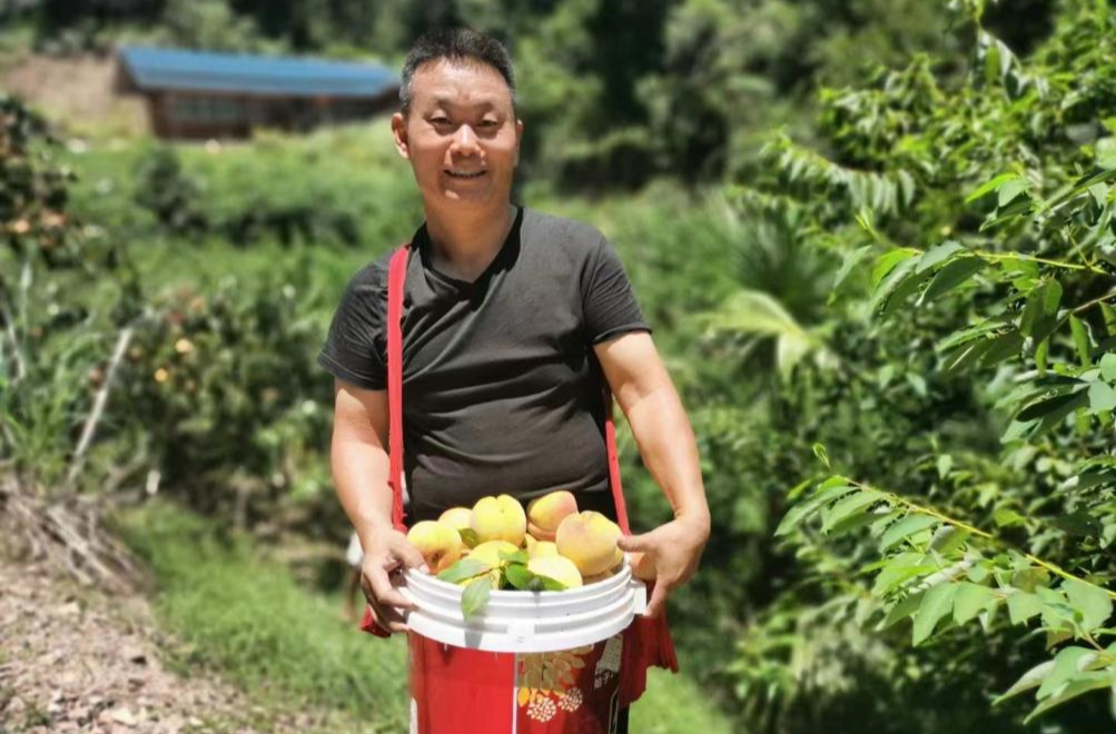 芷江牛牯坪乡：甜蜜盛夏  千亩桃园喜丰收