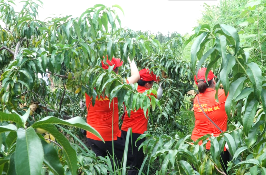 芷江农商银行：惠农有担当 助农快发展