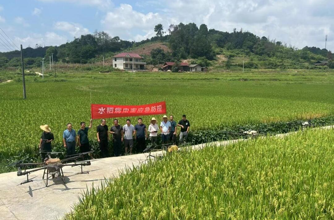 芷江：积极开展水稻病虫害应急防控 确保水稻丰产丰收