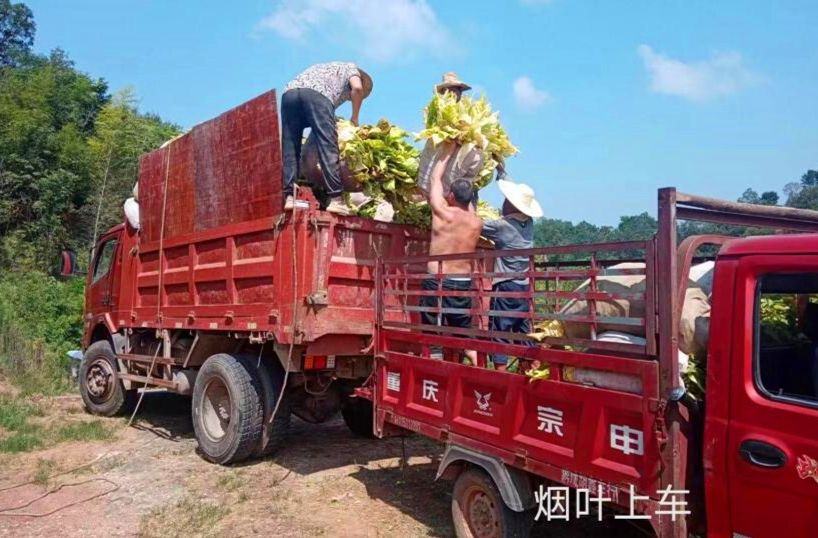 芷江半冲村：烤烟助力乡村振兴 提升村集体经济