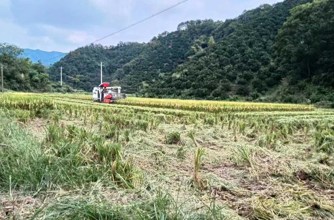 罗卜田乡：农机助力收割忙 粮食安全有保障