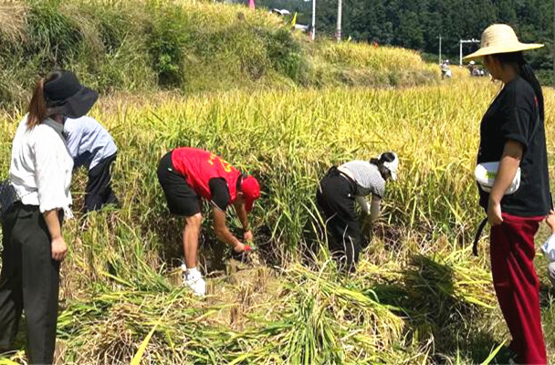 牛牯坪乡新时代文明实践所开展助农庆丰收志愿服务