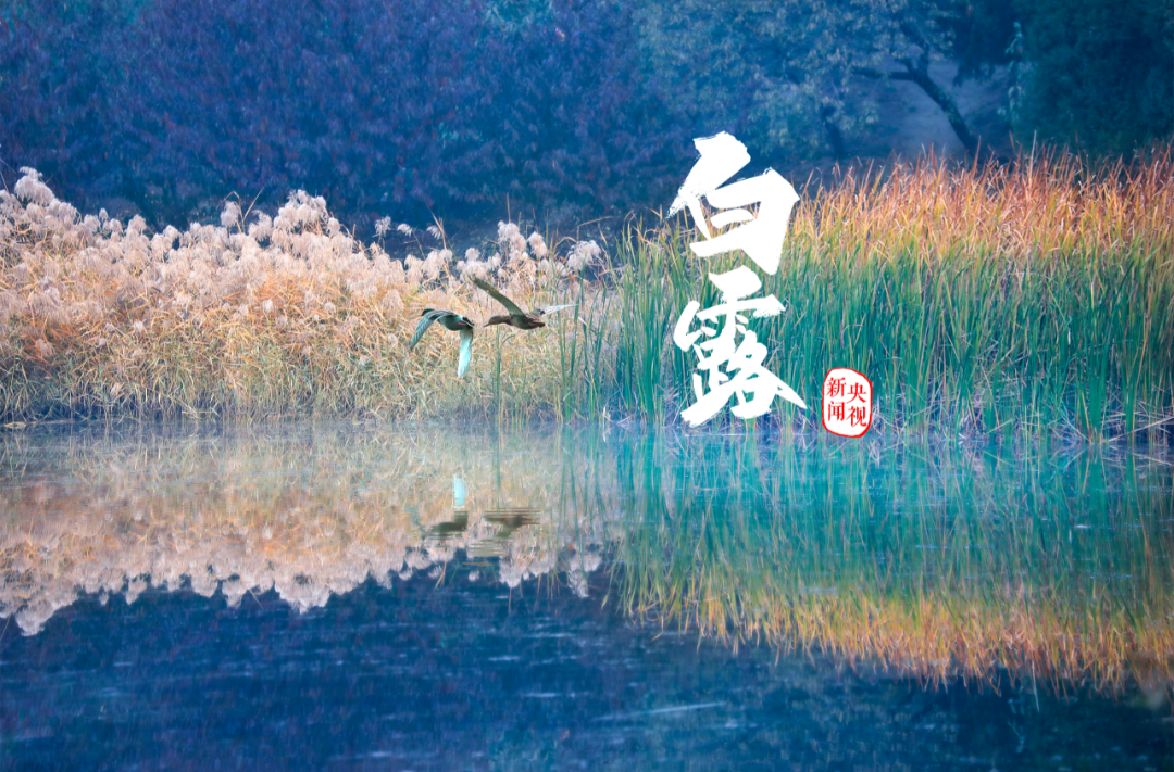 白露丨愿有人为你添衣，也有人与你相依