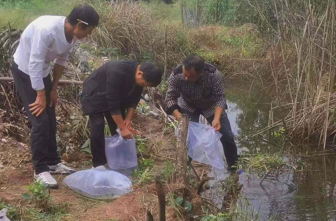 水宽乡拾担村开展溪流鱼类人工增殖放流活动