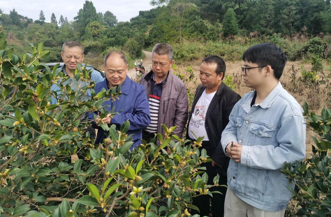 芷江林业局组织开展油茶栽培技术培训